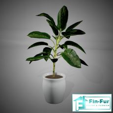 Floor Plants