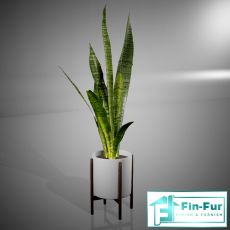 Floor Plants