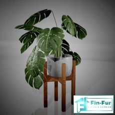 Floor Plants
