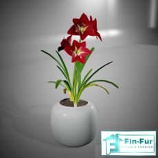 Table Plants