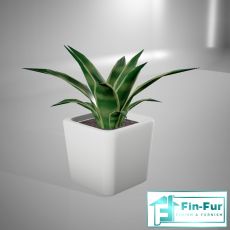 Table Plants