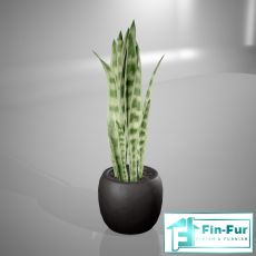 Table Plants