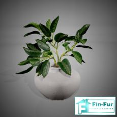 Table Plants